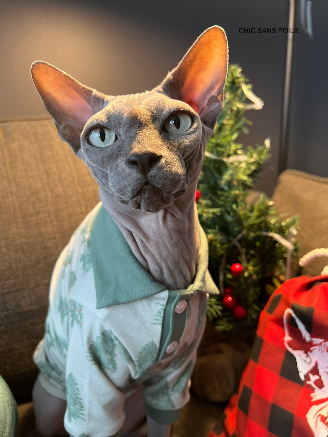 Polo - Fir trees