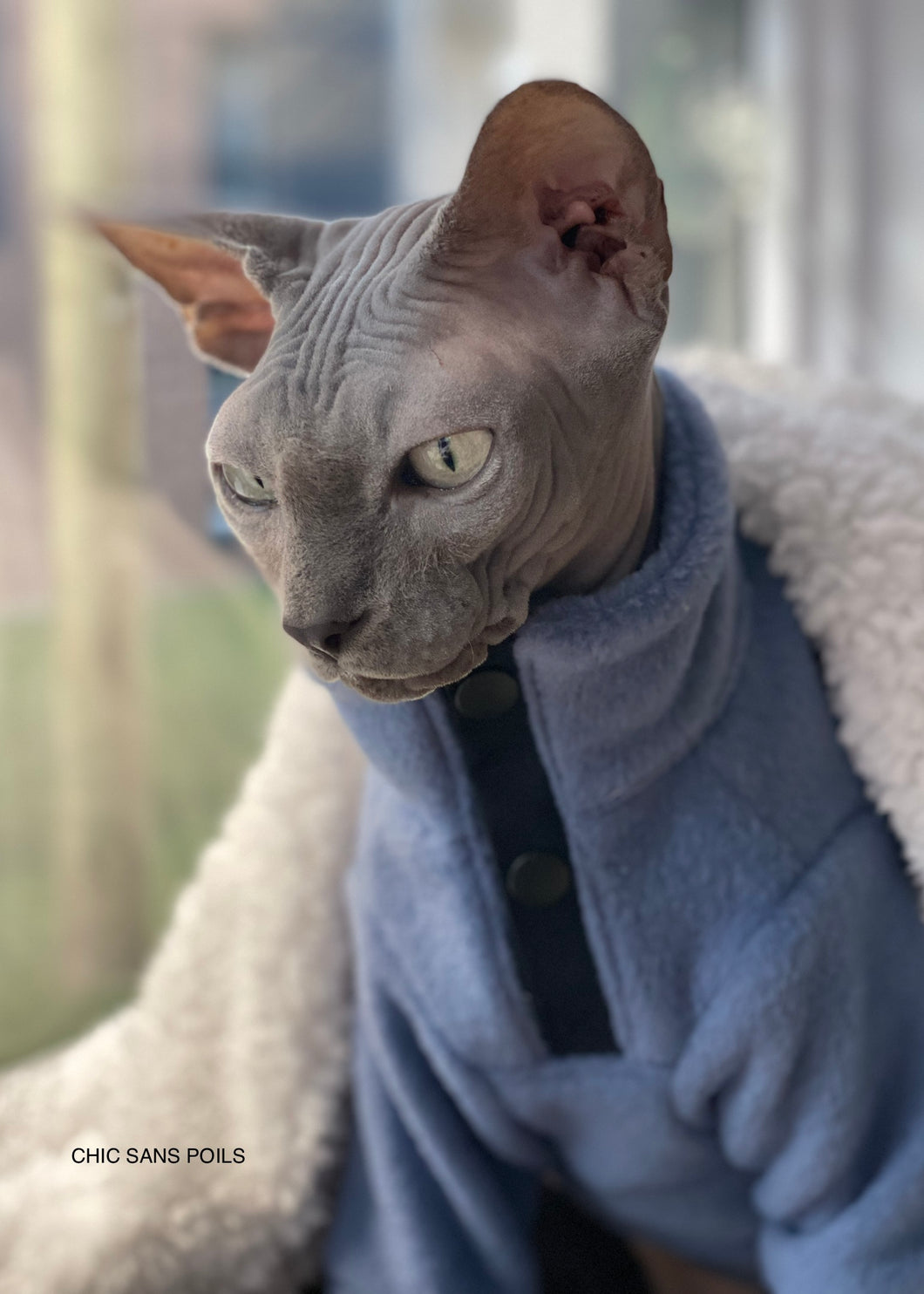 Kiwi - Bleu gris